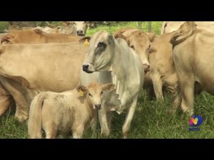 Read more about the article Agro Saúde e Cooperação fala sobre a produção do gado de corte em SC