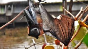 Read more about the article Proteínas de morcegos podem ser o segredo ao combate da Covid-19 e doenças inflamatórias, diz estudo