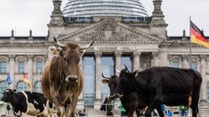 Read more about the article Protesto inusitado: agropecuaristas descarregam e espalham vacas para pastar no parlamento alemão