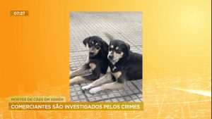 Read more about the article Polícia investiga se comerciantes estão envolvidos em morte de cães no RJ