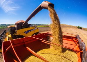 Read more about the article Agricultores brasileiros garantem o aumento da oferta global de soja