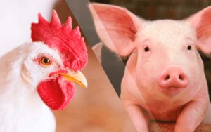 Read more about the article Suínos e frangos de corte tem queda de mais de 6% nos custos de produção em abril