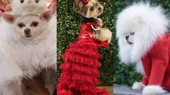You are currently viewing Pet Gala: evento recria looks icônicos das celebridades no Met Gala para cachorros; compare