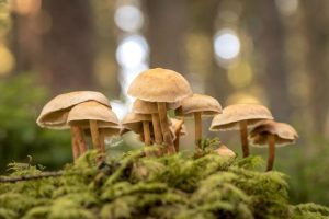Read more about the article Como seres humanos? Cogumelos regulam a própria temperatura, diz estudo
