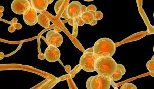 Read more about the article “Super fungo”: entenda o que é e como se prevenir