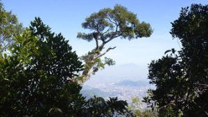 Read more about the article Ar na Floresta da Tijuca é até sete vezes mais puro do que em outros bairros do Rio, revela estudo