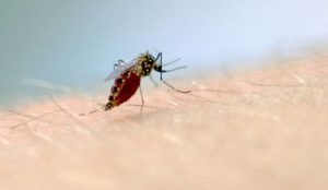 Read more about the article Paraná registra 5 mortes e 8,6 mil novos casos de dengue