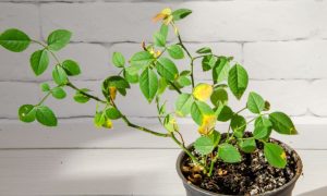 Read more about the article Folhas amareladas? Descubra os segredos para salvar sua roseira