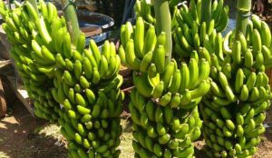 Read more about the article Saiba os benefícios da banana, a fruta favorita do brasileiro