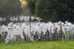 Read more about the article Vídeo: produtor rural faz fogueira para aquecer gado em Mato Grosso do Sul