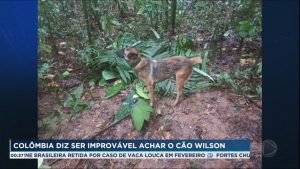 Read more about the article Exército colombiano diz ser improvável achar o cão Wilson