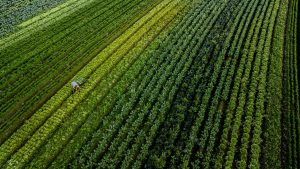 Read more about the article Safra recorde no campo sustenta crescimento do PIB do agro