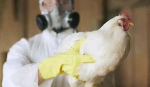 Read more about the article Primeiro caso de gripe aviária em animal doméstico é confirmado no Espírito Santo