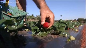 Read more about the article Segunda parte do Plano Safra é lançada com crédito de mais de R$ 77 bi para agricultura familiar