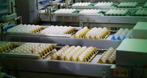 Read more about the article Brasileiras se unem para criar a ‘maior empresa de ovos do mundo’