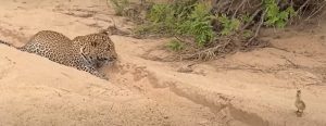Read more about the article Filhote de ganso engana leopardo e escapa da morte