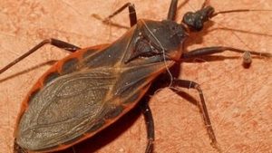 Read more about the article Tratamento para leucemia é capaz de combater o parasita causador da doença de Chagas