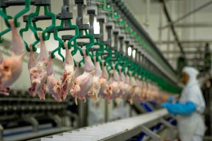 Read more about the article Gripe Aviária: Reino Unido vai manter a importação de carne de aves do Brasil de forma regionalizada