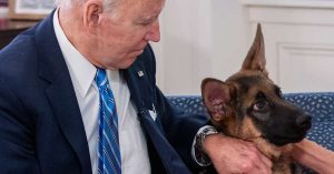 Read more about the article Cachorro de Biden é acusado de morder funcionários da Casa Branca