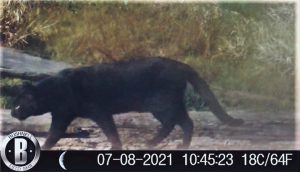 Read more about the article Cientistas flagram imagem rara de gato selvagem preto
