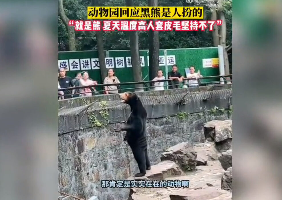 You are currently viewing Zoológico da China nega que urso seja homem fantasiado; assista ao vídeo