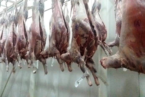 You are currently viewing Arábia Saudita vai importar carne de cabra do Brasil