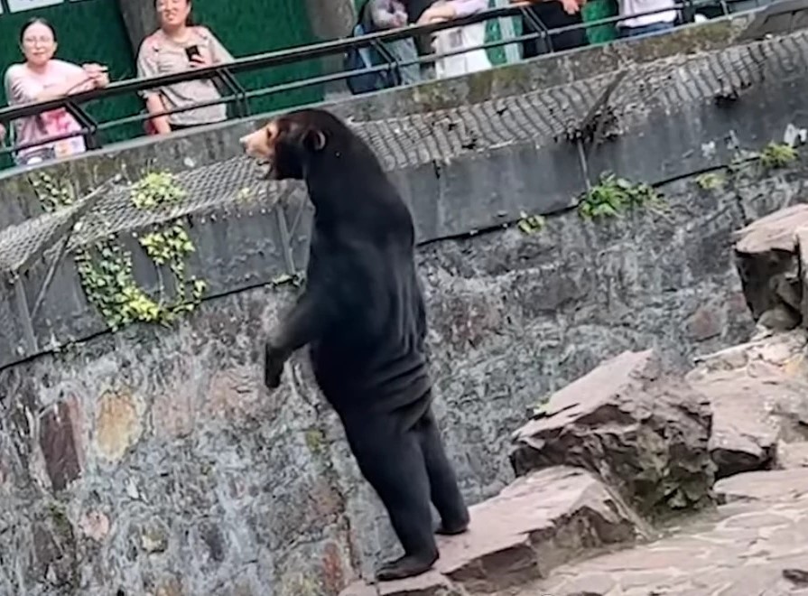 You are currently viewing Zoológico chinês é inundado por turistas depois que vídeo de urso viralizou