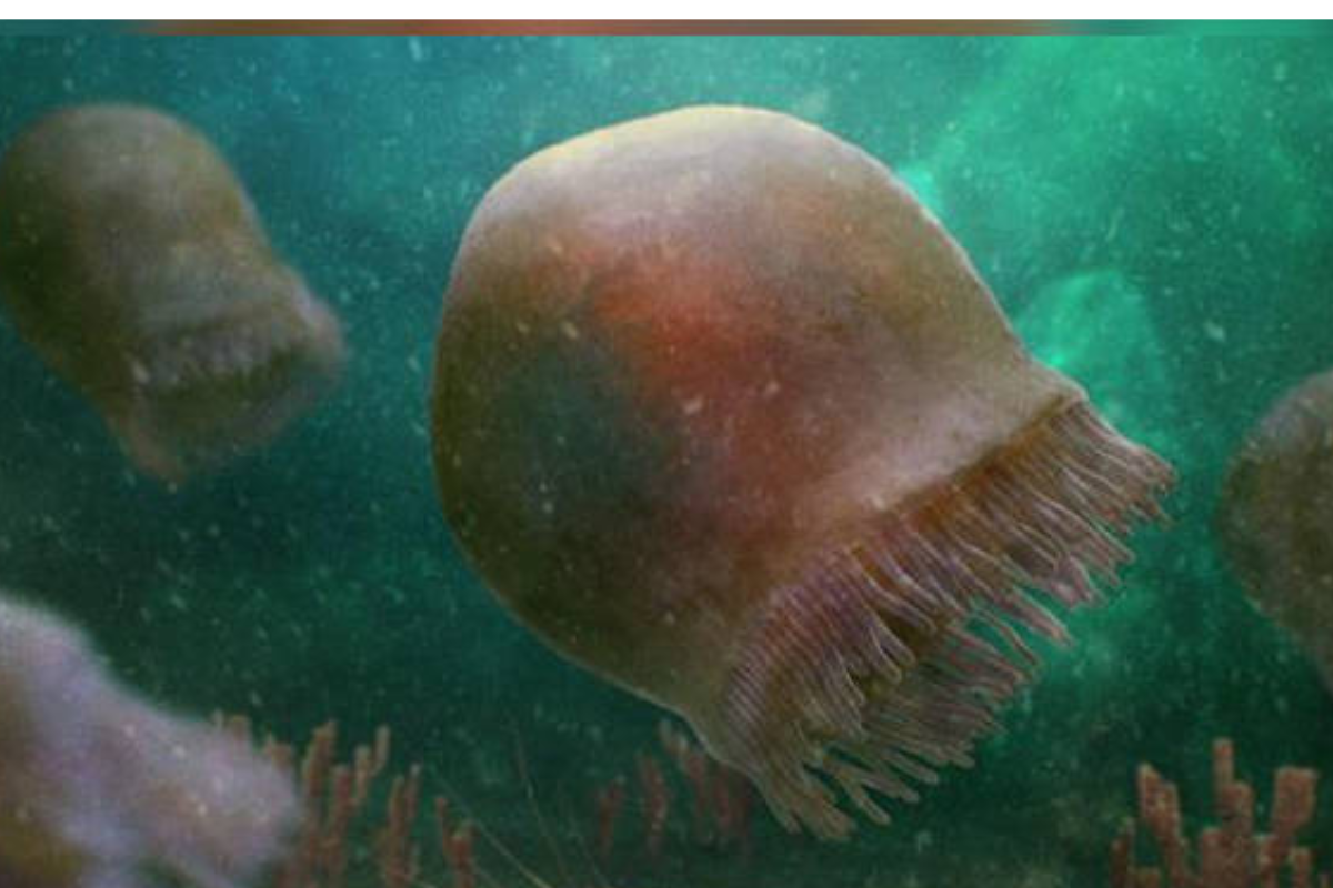 You are currently viewing Pesquisadores encontram fósseis de água-viva com mais de 500 milhões de anos
