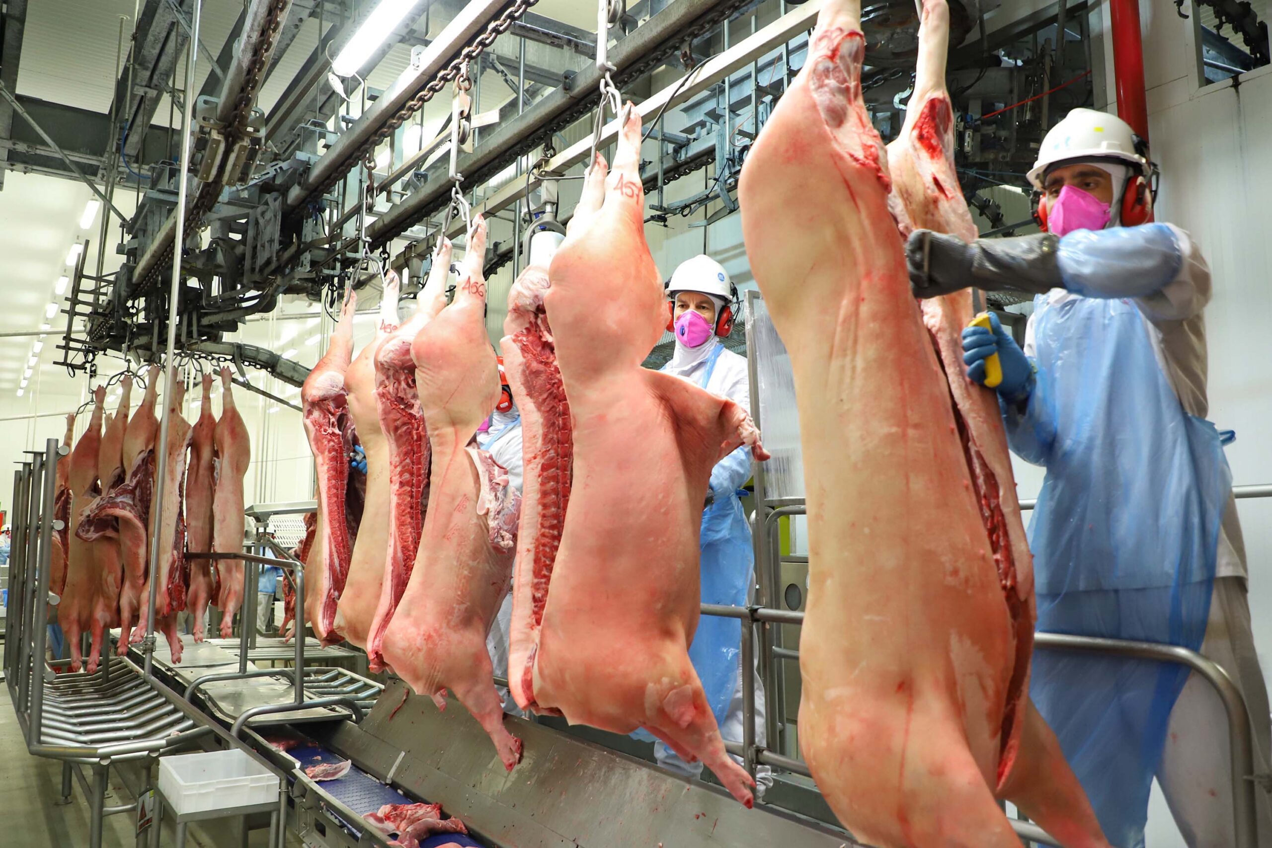You are currently viewing Exportações de carne suína crescem 12% em julho