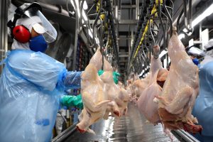 Read more about the article Brasil fatura menos com exportações de carne de frango em julho