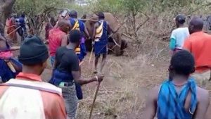 Read more about the article Quenianos se vingam e matam elefante após ataque fatal a criança; assista ao vídeo