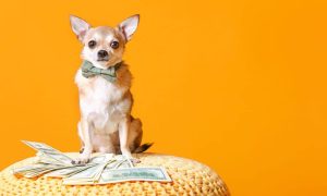 Read more about the article Mimos, brincadeiras e contas: A vida financeira de um dono de pet!