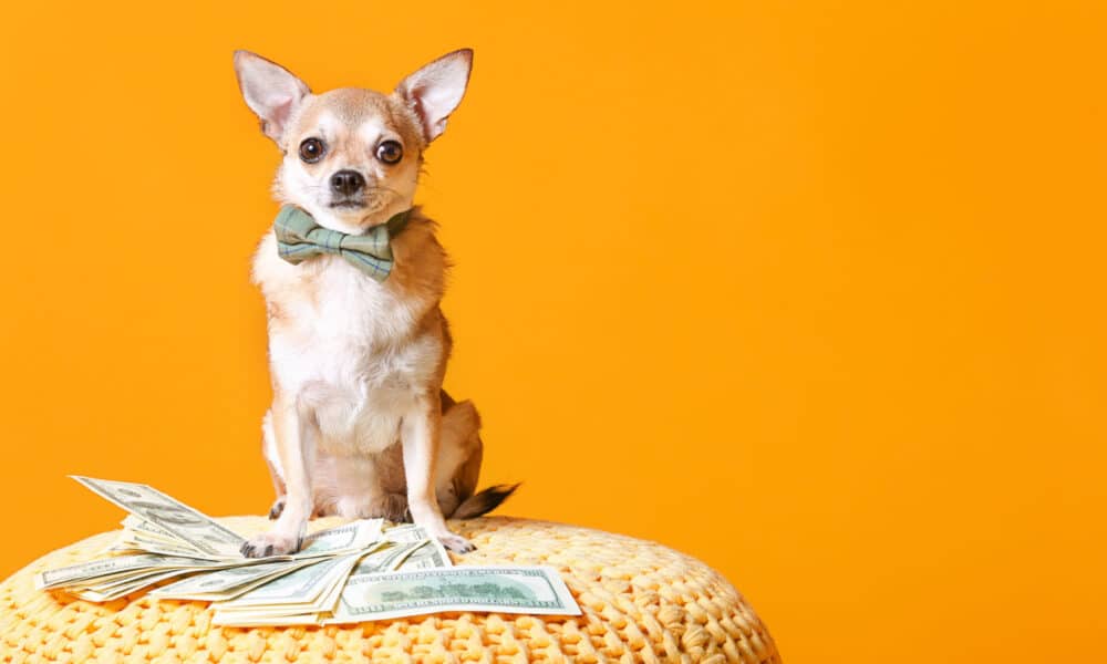 You are currently viewing Mimos, brincadeiras e contas: A vida financeira de um dono de pet!