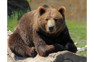 Read more about the article Ursa que ATERRORIZOU moradores da Califórnia é capturada pelas autoridades dos EUA; veja