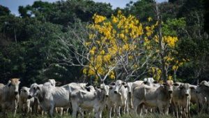 Read more about the article Abate de bovinos salta 11% no segundo trimestre, afirma IBGE