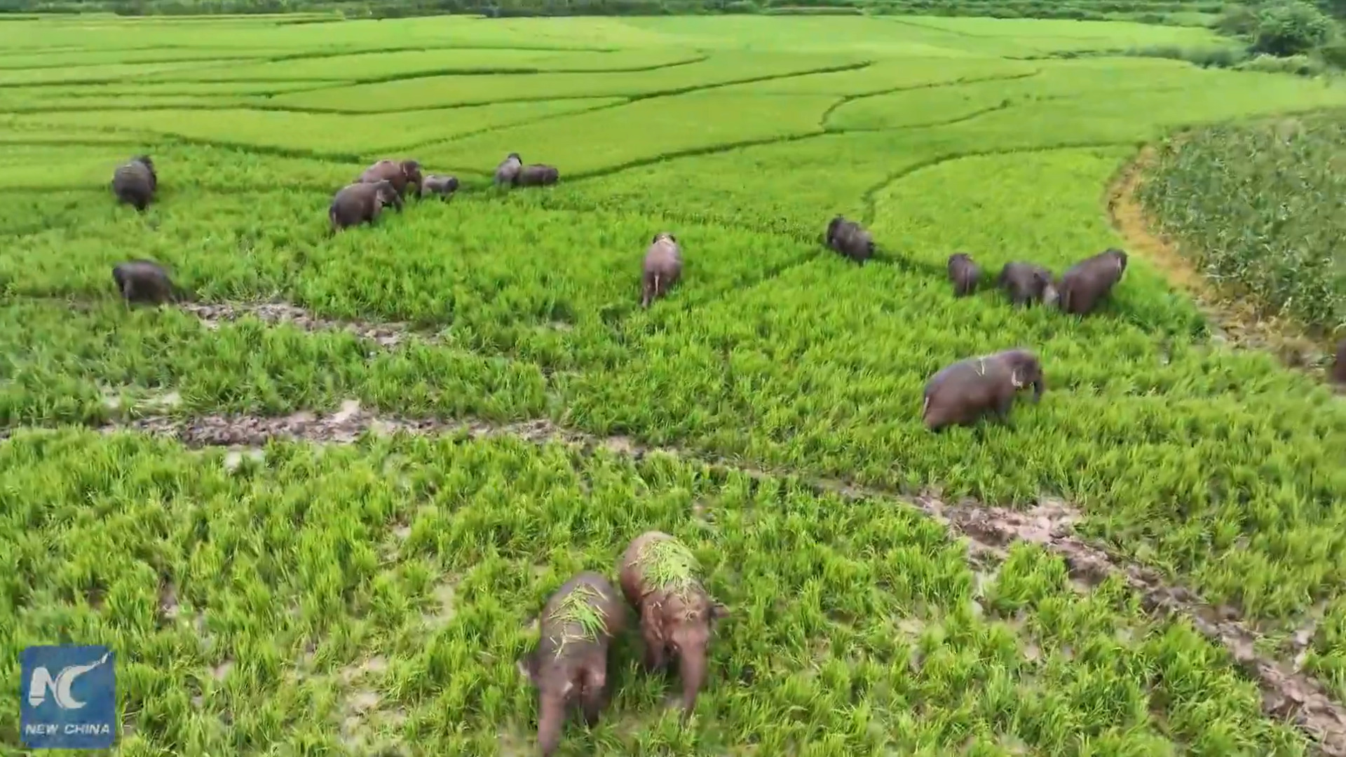 You are currently viewing Elefantes ‘desfrutam’ banquete e causam prejuízos a agricultores na China