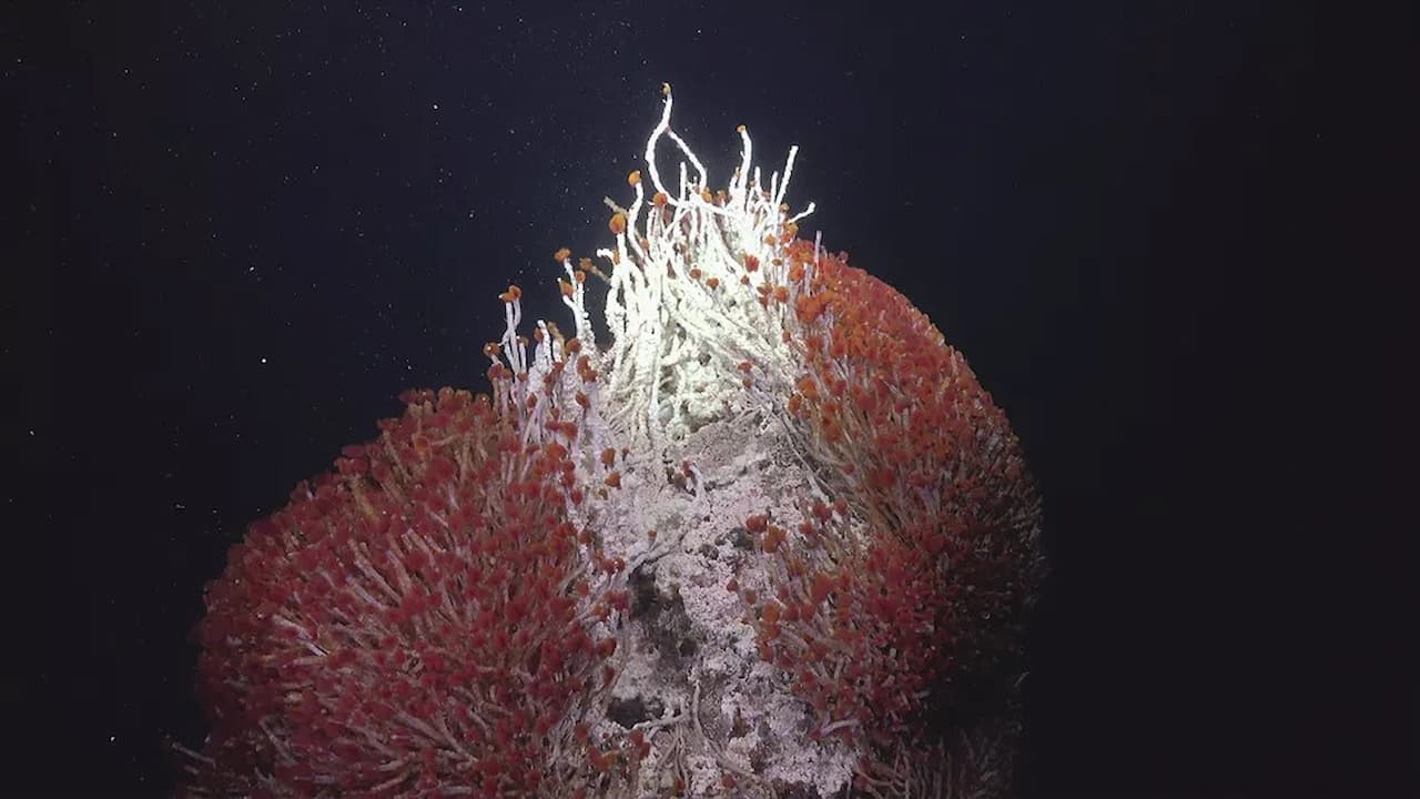 You are currently viewing Cientistas descobrem submundo aquático com criaturas nunca vistas no oceano