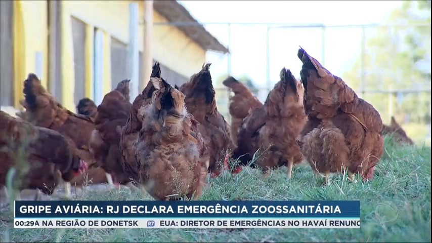 You are currently viewing RJ: Após casos de gripe aviária, governo decreta estado de emergência zoossanitária