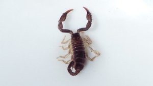 Read more about the article Conheça os perigos e as consequências da picada de escorpião