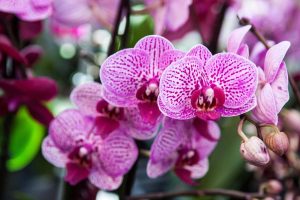 Read more about the article O que fazer quando a flor de orquídea cai?