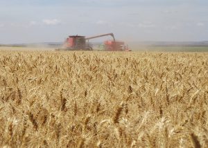Read more about the article Safra de trigo do Brasil dobra em uma década