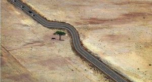 Read more about the article Uma estrada foi desviada para salvar uma árvore nos Estados Unidos! Será verdade?