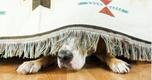 Read more about the article Fofinhos e espertos: cães decifram estímulos emocionais e sociais mesmo durante o sono