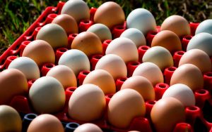 Read more about the article Oferta elevada e onda de calor pressionam preço dos ovos