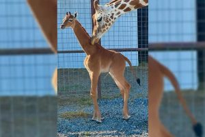 Read more about the article Está confirmado: girafa sem manchas nascida em zoológico é a única no mundo