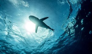 Read more about the article Assustador! Filhotes de tubarão são encontrados em praia no Recife; saiba mais