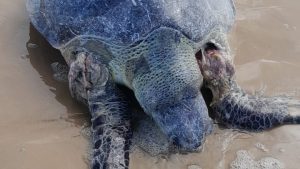 Read more about the article Tartaruga marinha é encontrada morta na Barra dos Coqueiros