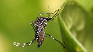 Read more about the article Com transmissão em alta na América Latina, OMS recomenda primeira vacina contra dengue
