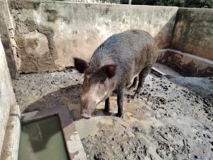 Read more about the article Conheça o javaporco, animal capaz de destruir lavouras
