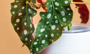 Read more about the article A Maravilha das Bolinhas: Tudo Sobre a Begonia Maculata